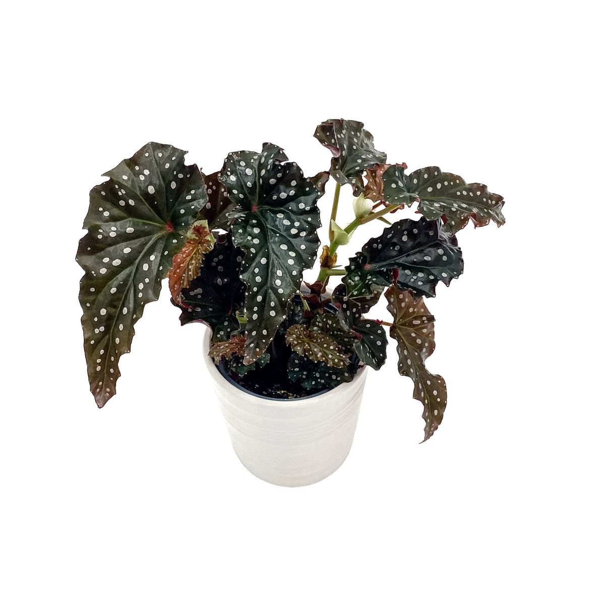 leafjoy Begonia Bold Belles Obsidian 9cm in a white ceramic, angled view