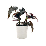 leafjoy Begonia Bold Belles Obsidian 9cm in a white ceramic, side view
