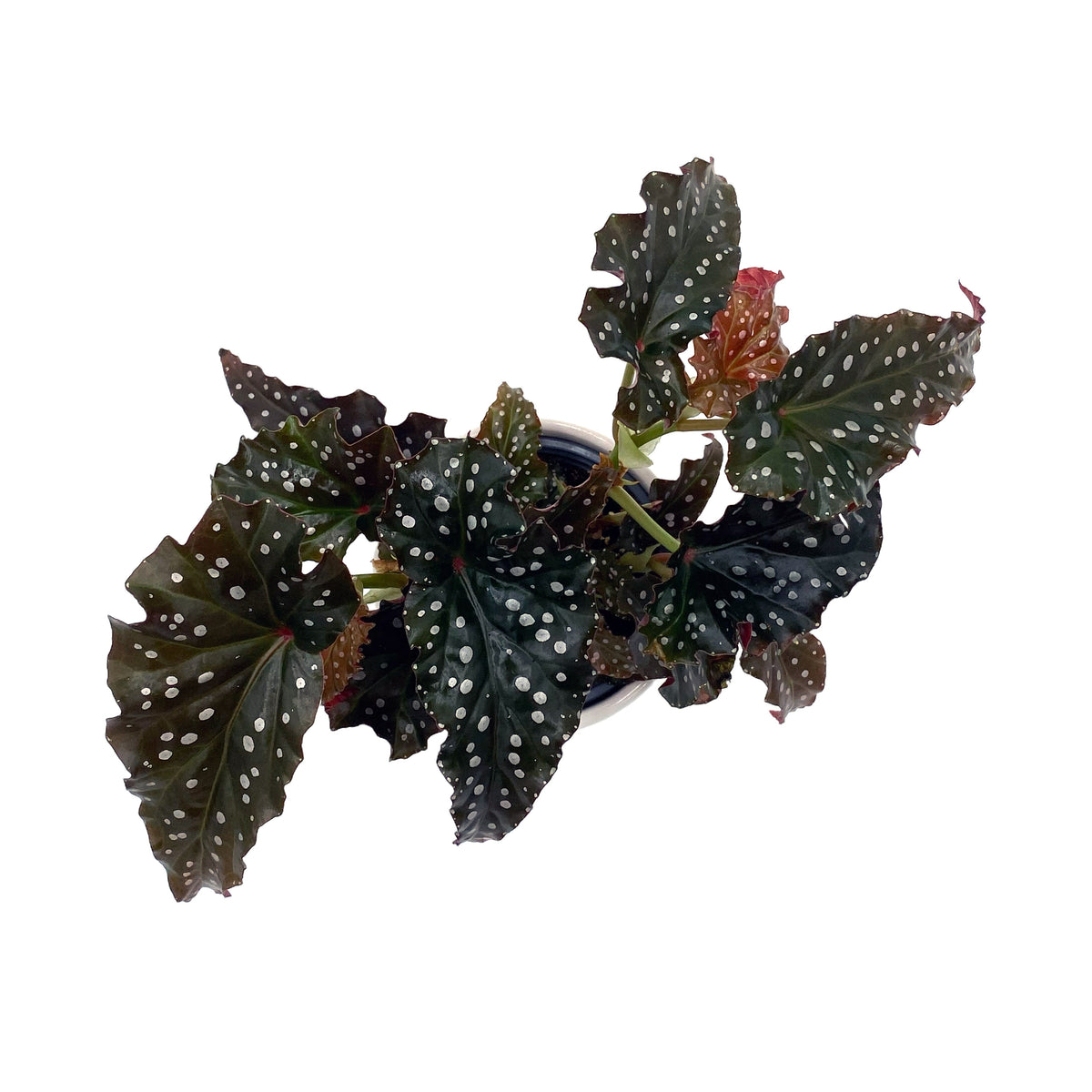leafjoy Begonia Bold Belles Obsidian 9cm in a white ceramic, top view