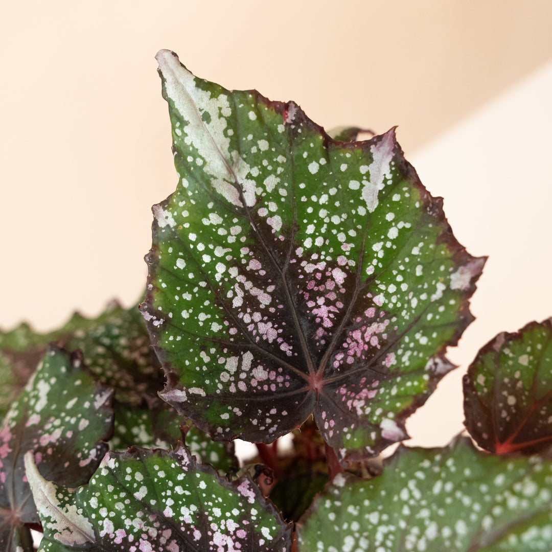 leafjoy® indoor peace lily plant in a decorative pot with lush green leaves