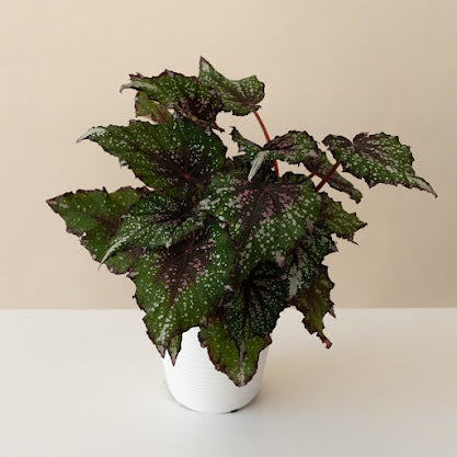 Bold Belles® African Jungle plant with thick green leaves in a modern pot