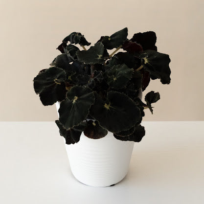 Bold Belles® Black Mamba plant with glossy, dark green leaves in a decorative pot