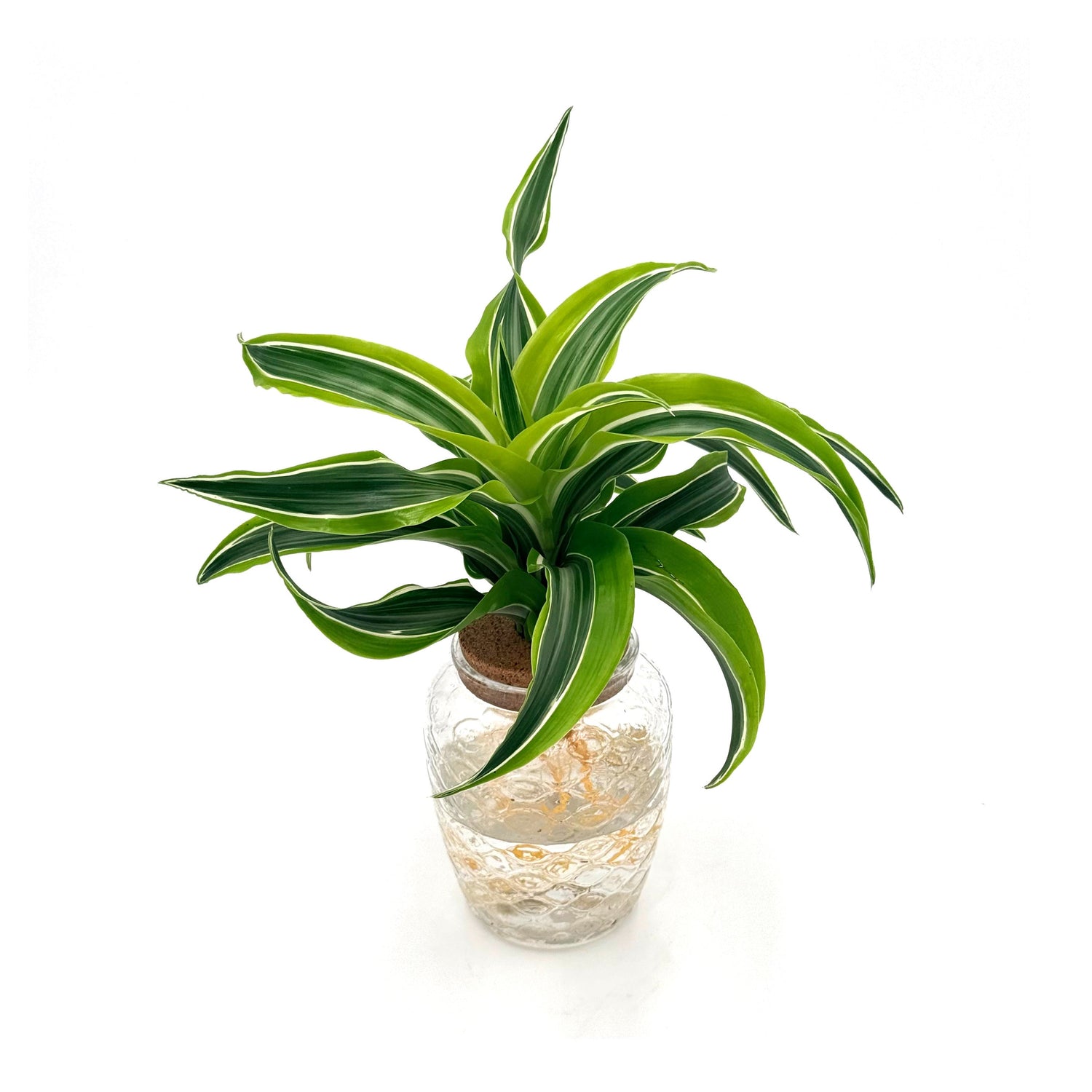 Submerged Relics™ Bananacle™