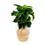 bowl dracaena stingray star h2o hero 01