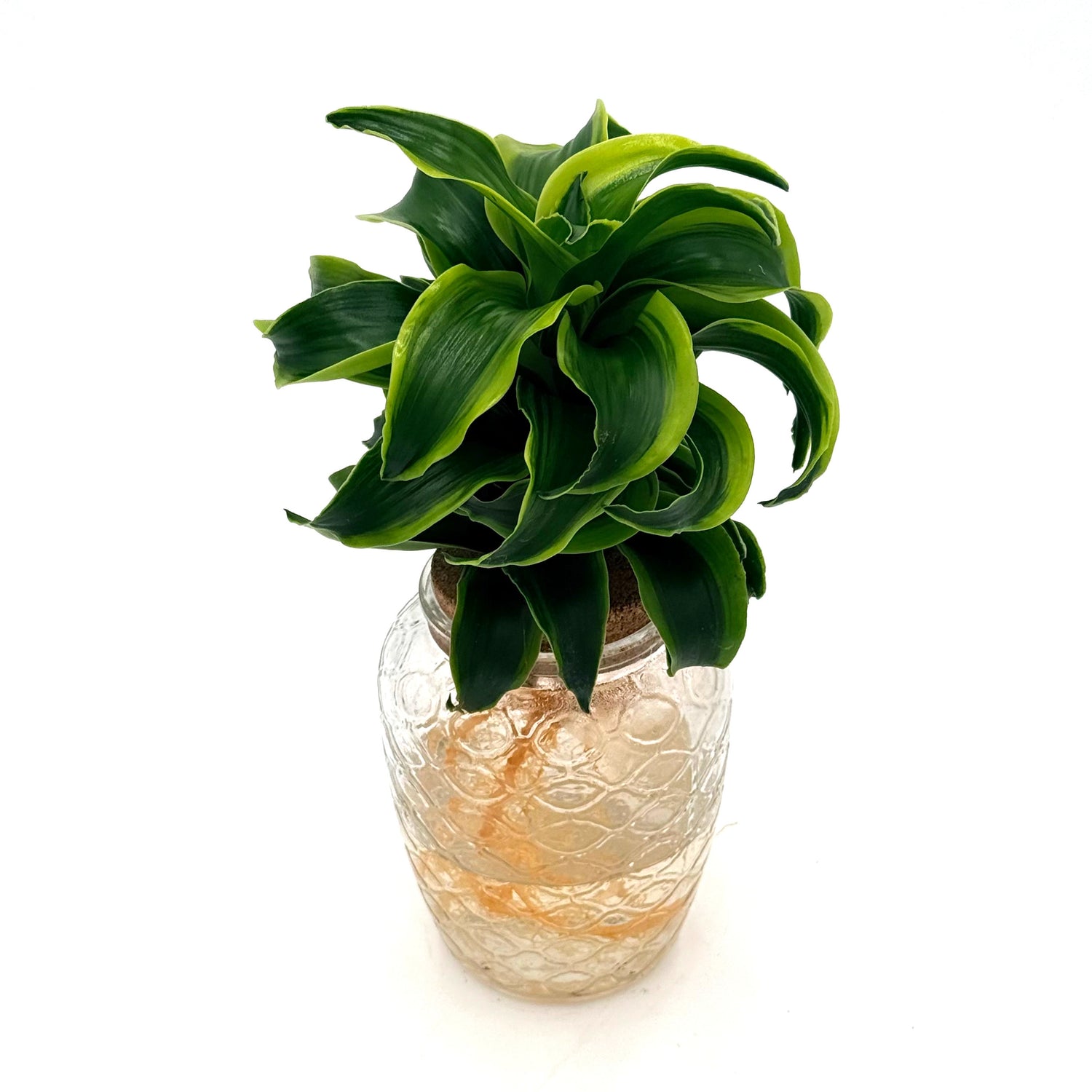 bowl dracaena stingray star h2o hero 01