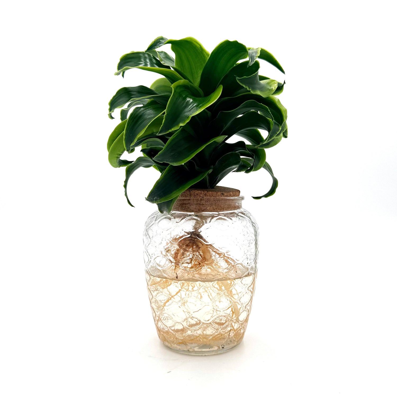 bowl dracaena stingray star h2o side 02