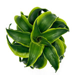 bowl dracaena stingray star h2o top 03
