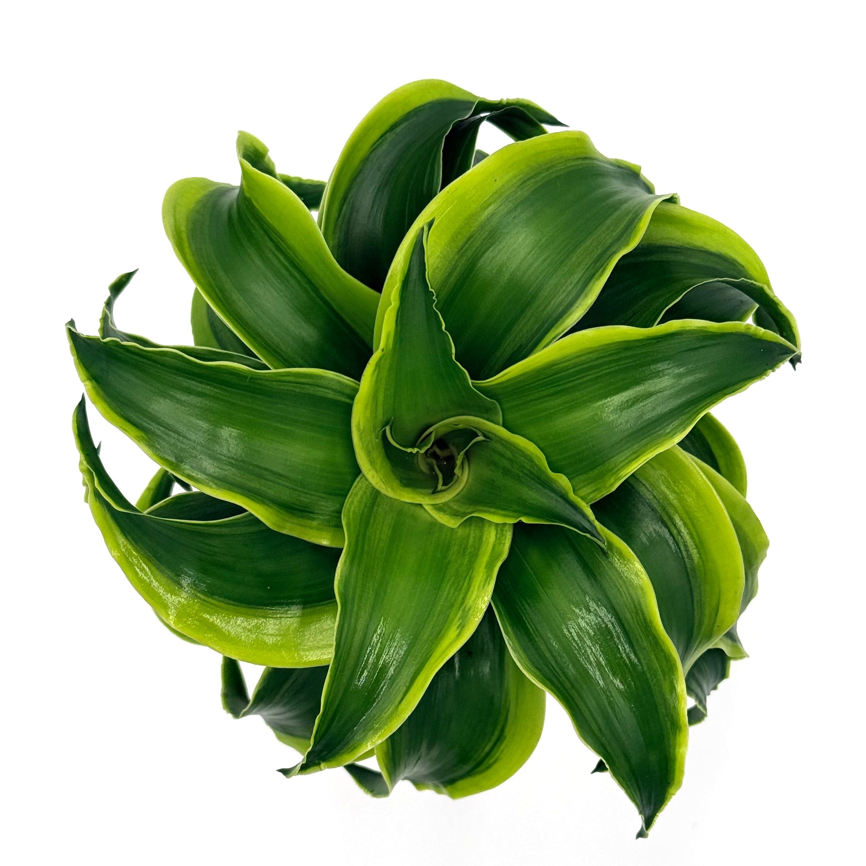 bowl dracaena stingray star h2o top 03