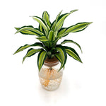 bowl dracaena urban urchin h2o hero 01