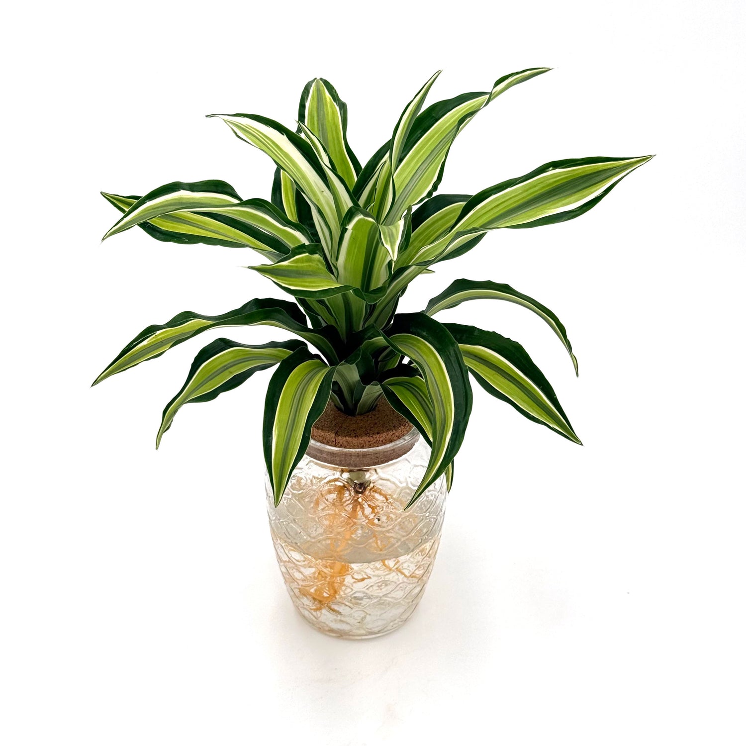 bowl dracaena urban urchin h2o hero 01