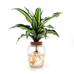 bowl dracaena urban urchin h2o side 02
