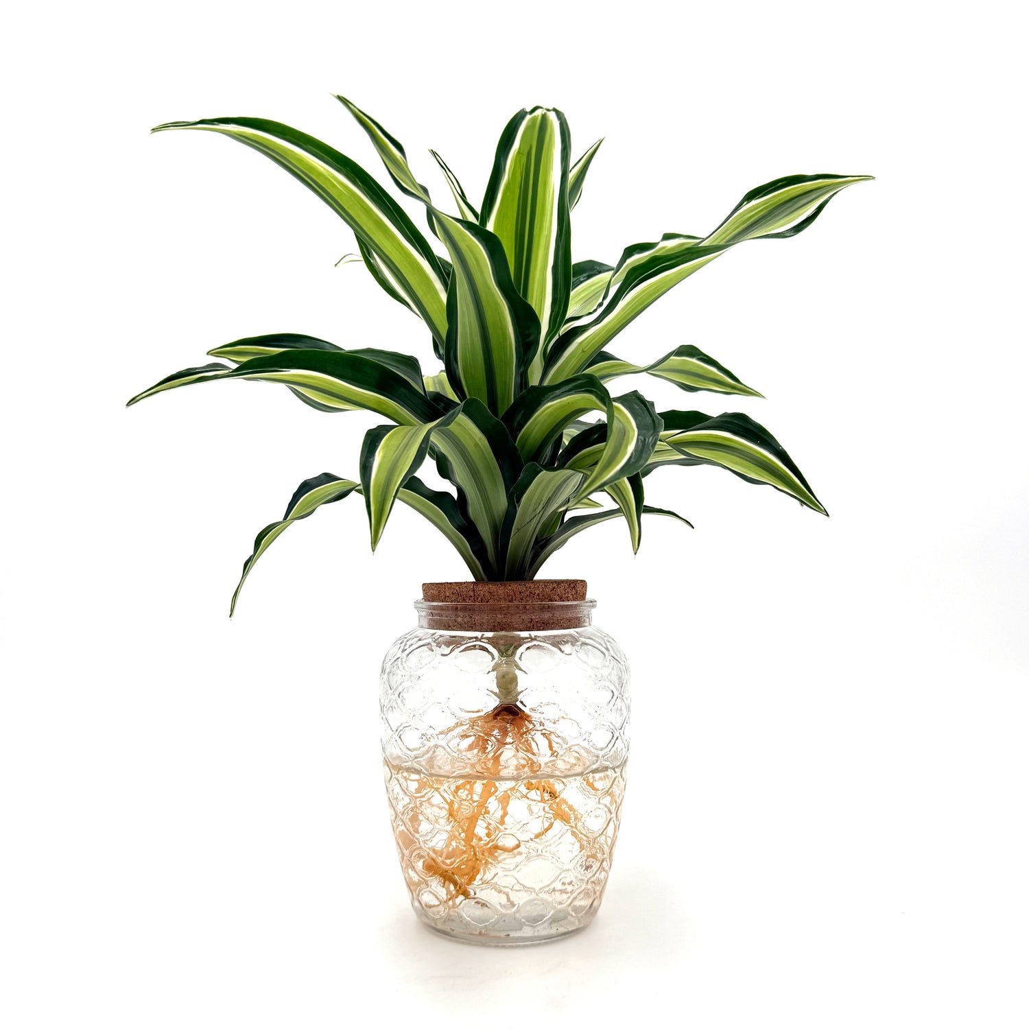 bowl dracaena urban urchin h2o side 02