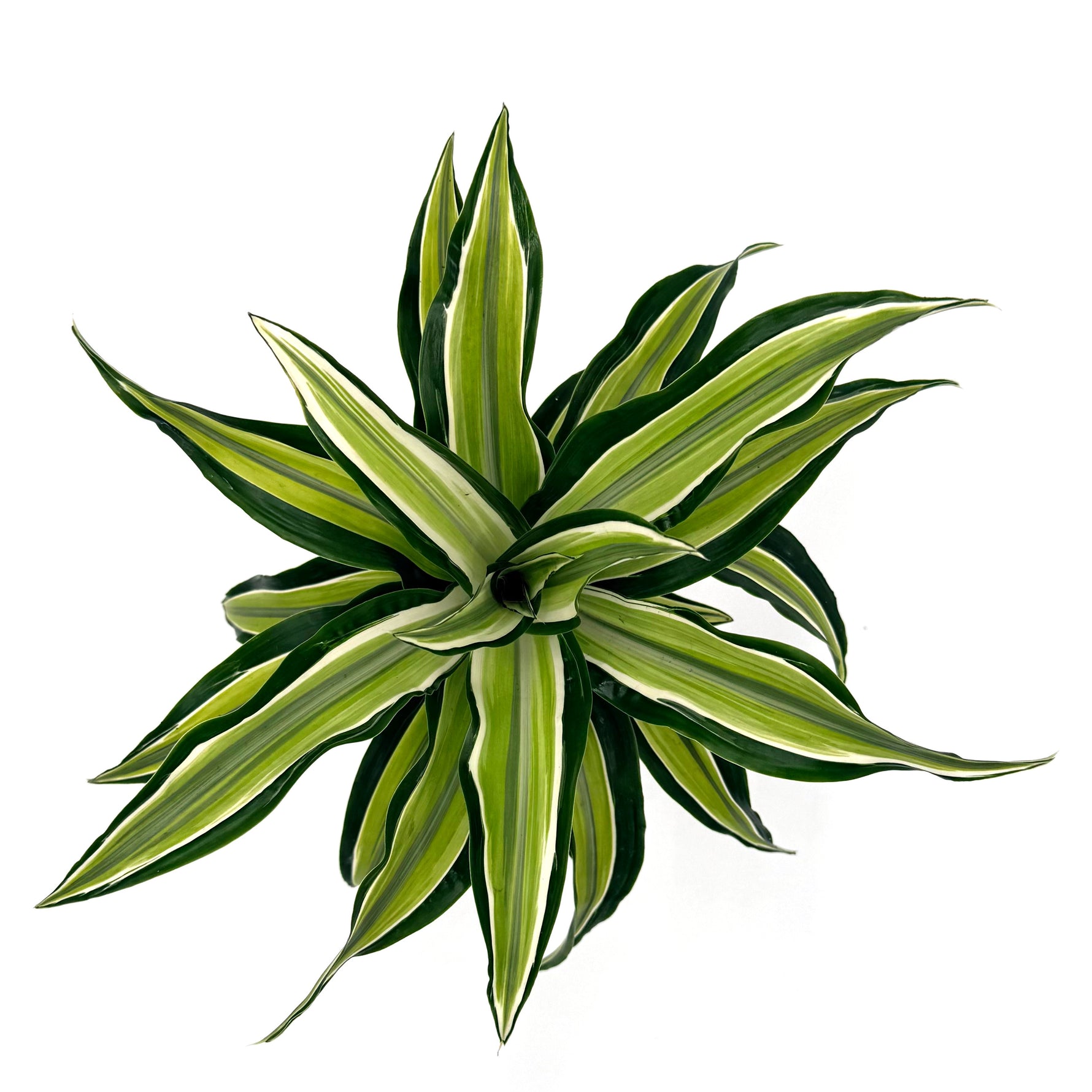 bowl dracaena urban urchin h2o top 03