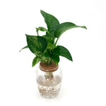 leafjoy Beautifall Assorted pothos growing in water in a corked glass jar, front view