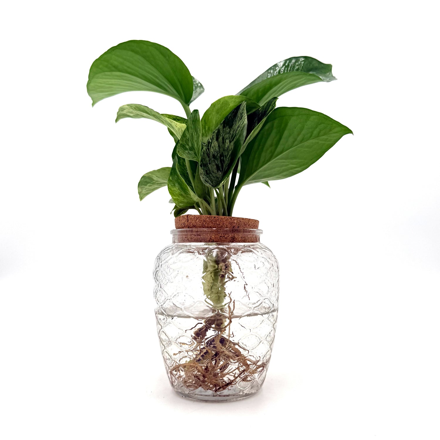 leafjoy Beautifall Assorted pothos growing in water in a corked glass jar, side view