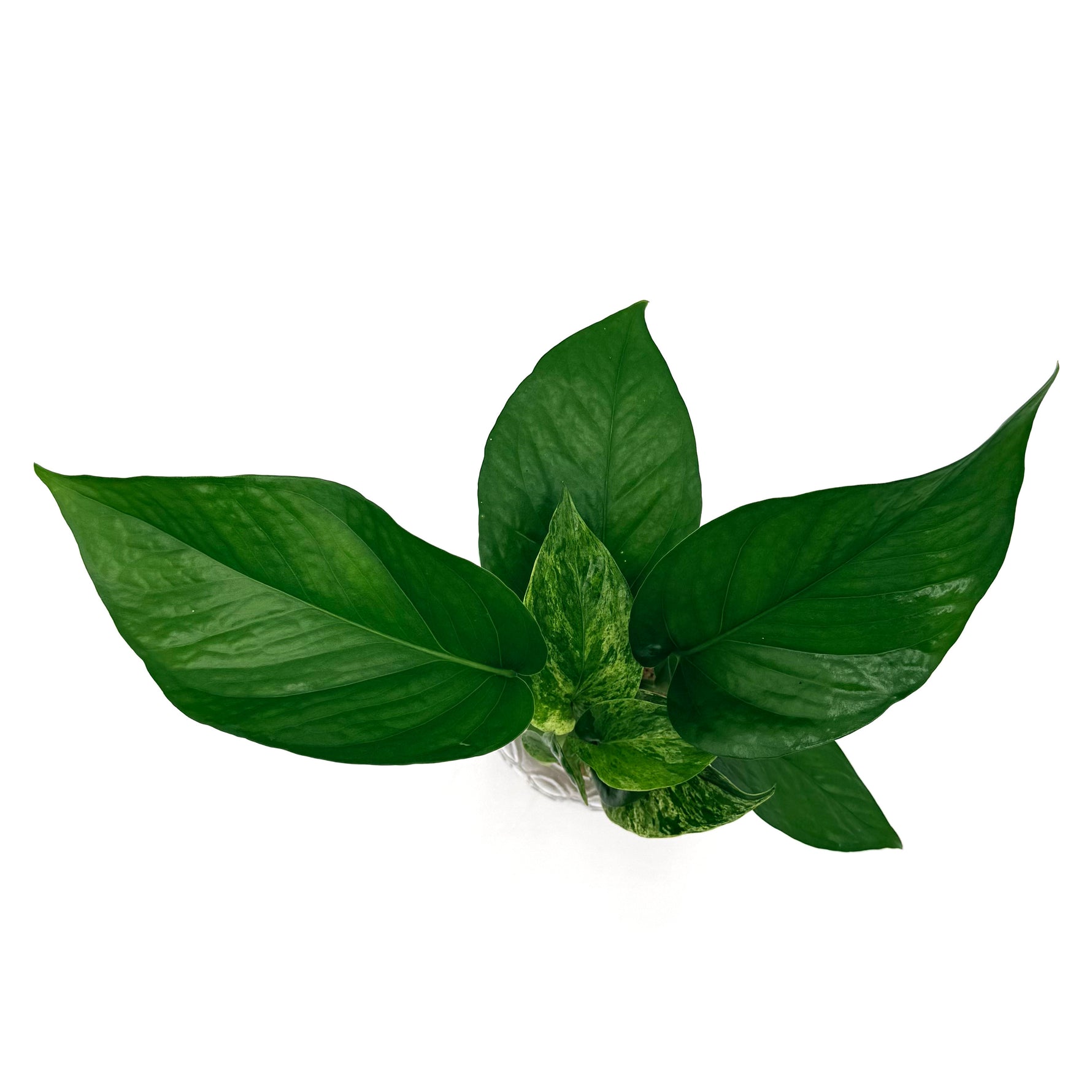 leafjoy Beautifall Assorted pothos growing in water in a corked glass jar, viewed from above