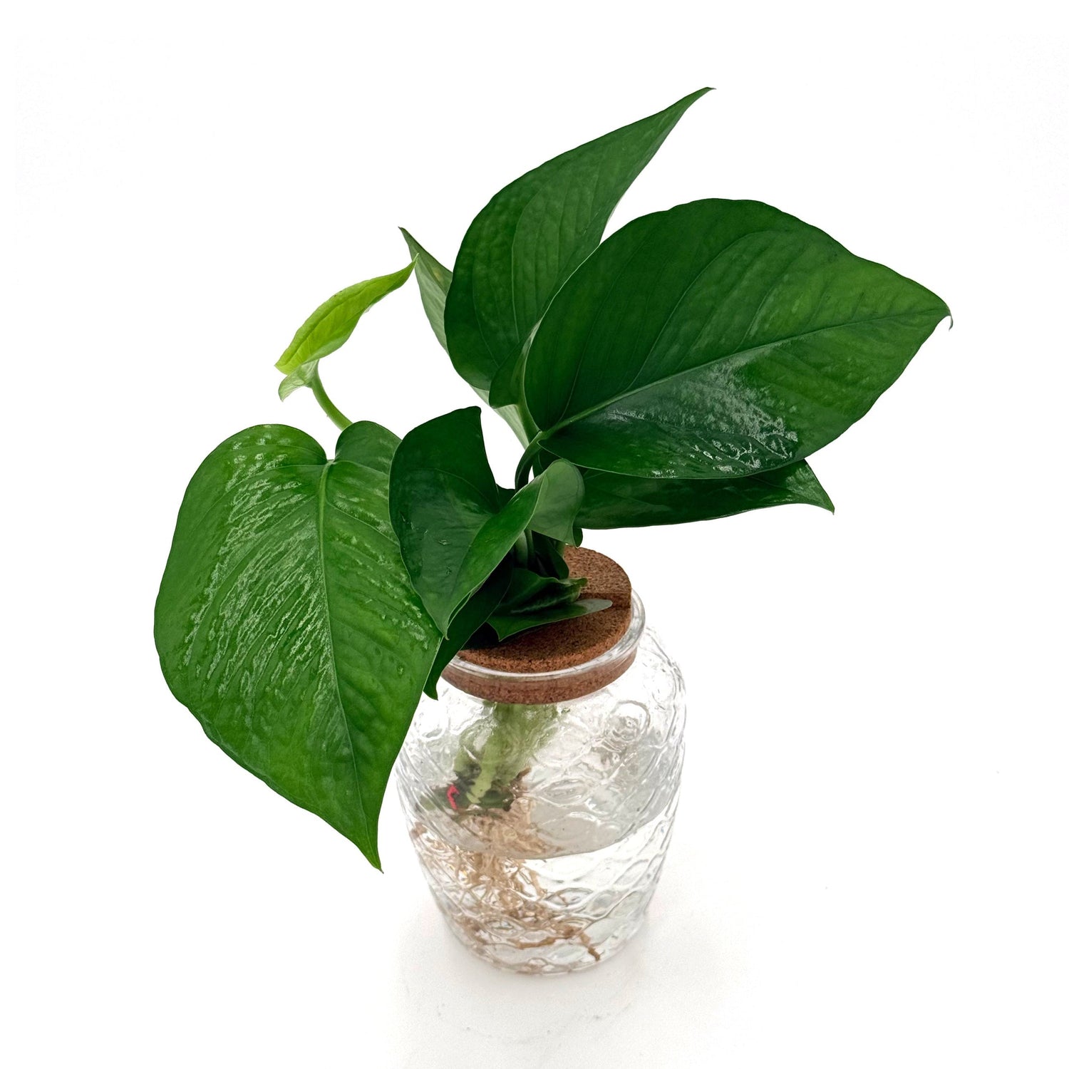 Beautifall® Jade