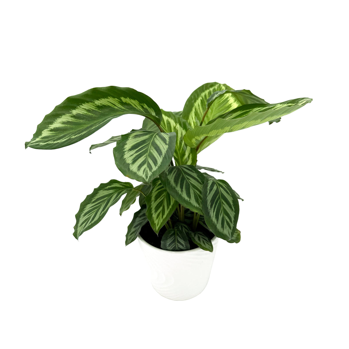 leafjoy Calathea Bicajoux Gecko 17cm in a grow pot, angled view