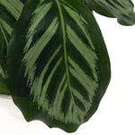 leafjoy Calathea Bicajoux Gecko 17cm in a grow pot, close-up of the foliage