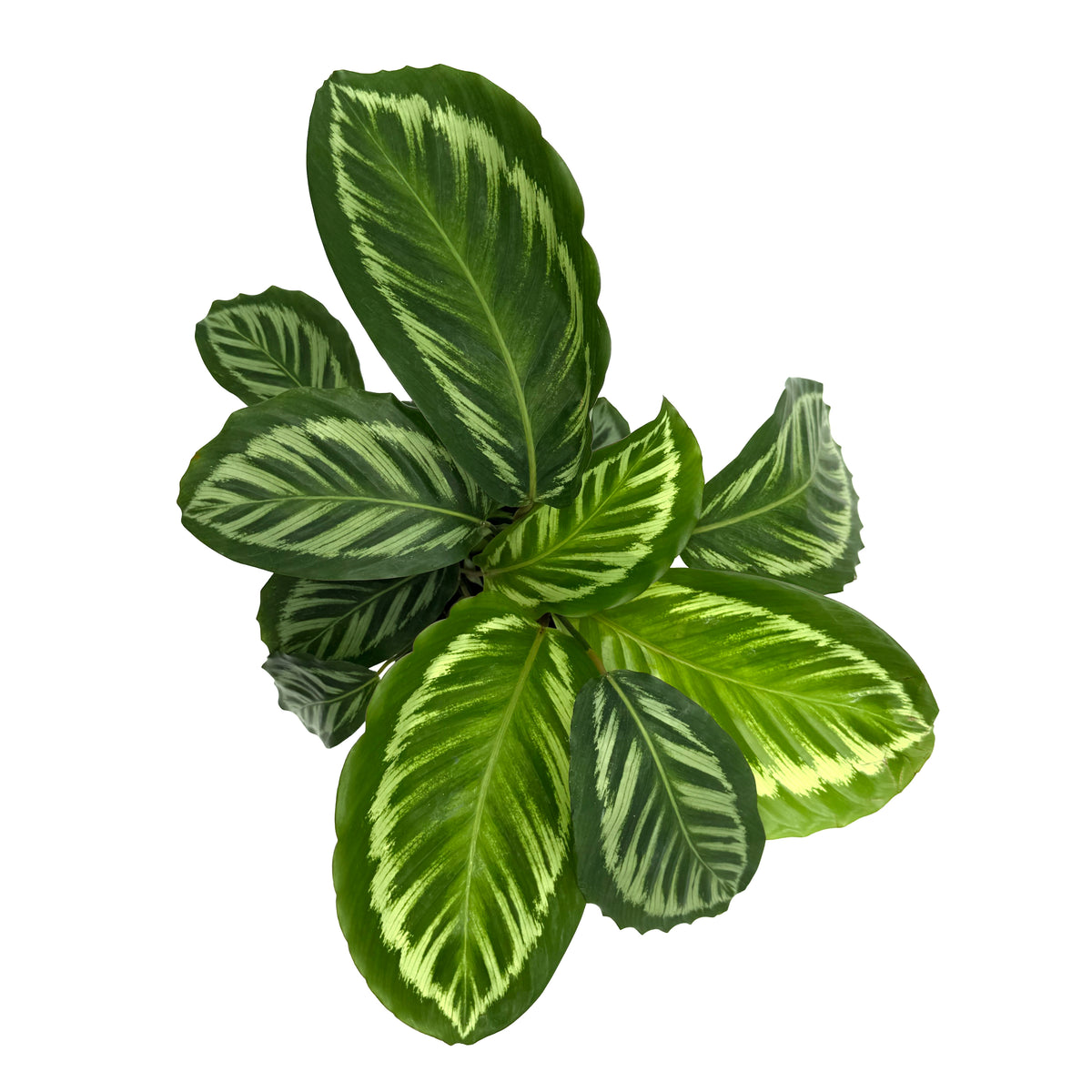 leafjoy Calathea Bicajoux Gecko 17cm in a grow pot, top view