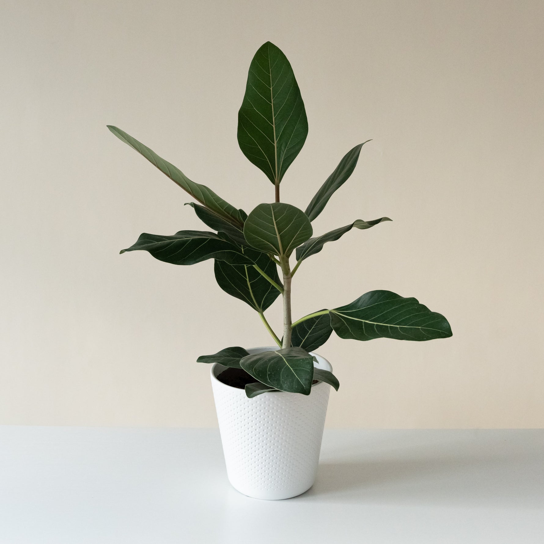 indoor plants for happiness Chandelier™ Happiness™