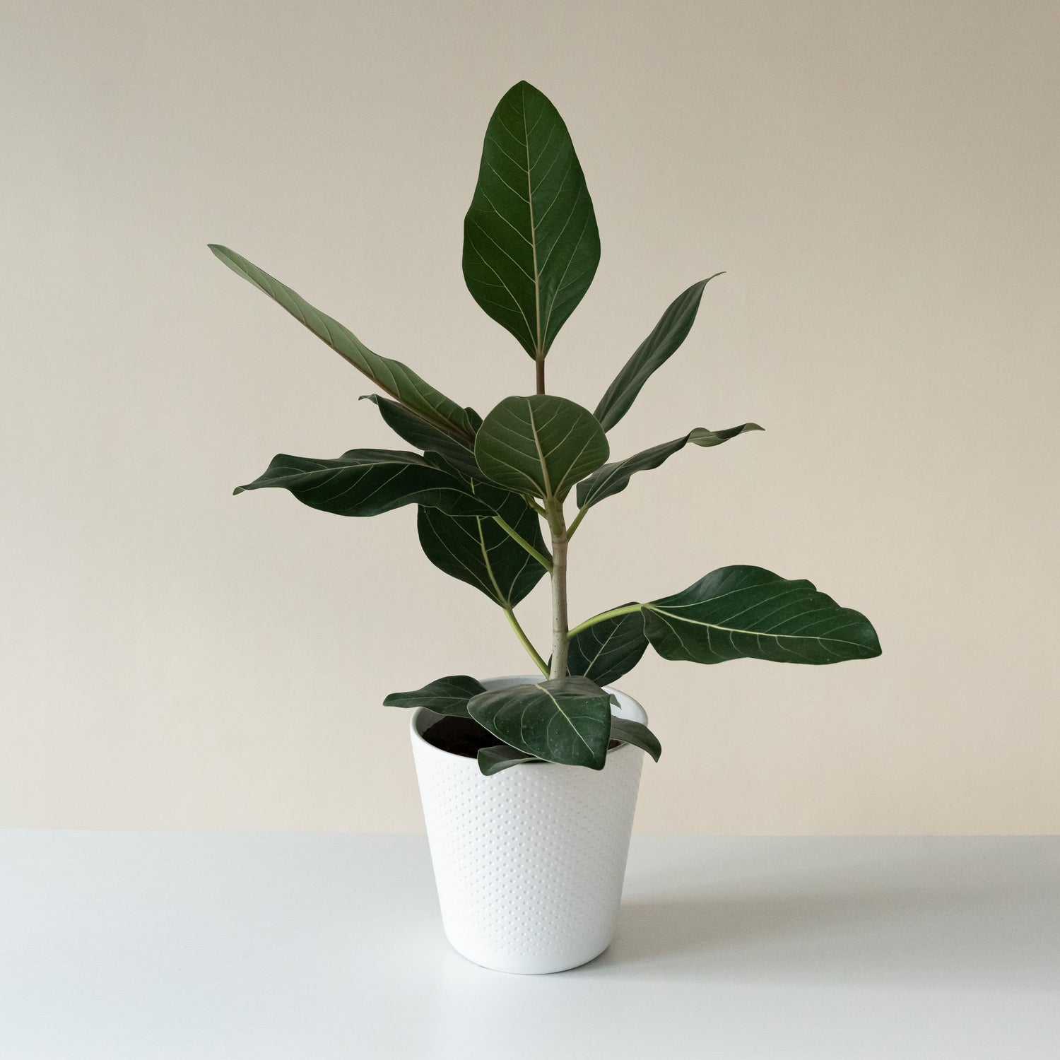 Chandelier™ Happiness™