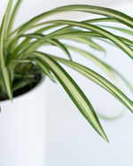 Close-up of Chlorophytum Lowcountry variegated foliage