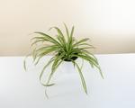 leafjoy Urban Arches Lowcountry Chlorophytum comosum 9cm on a warm tan and cream backdrop