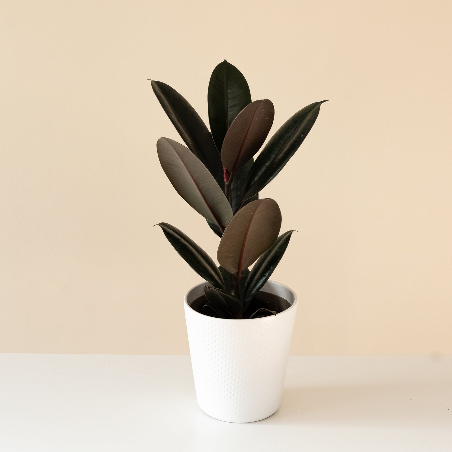 Chroma® Abidjan from leafjoy® with vibrant green leaves and unique patterns