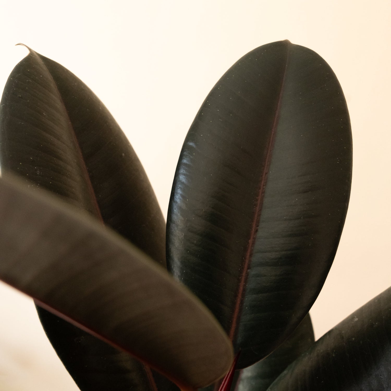 leafjoy® indoor plant featuring lush green leaves in a decorative pot
