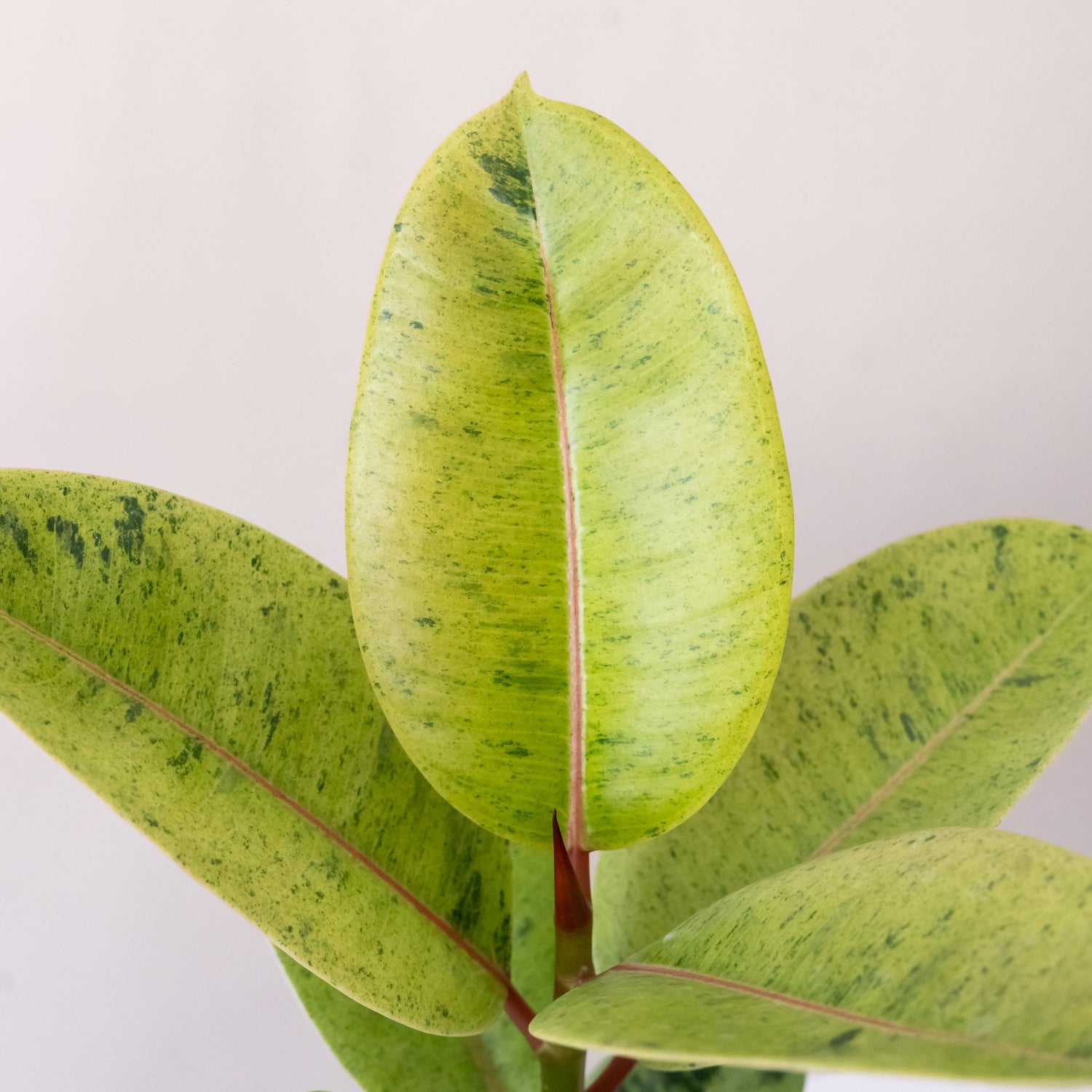 Chroma® Ghost Rider™