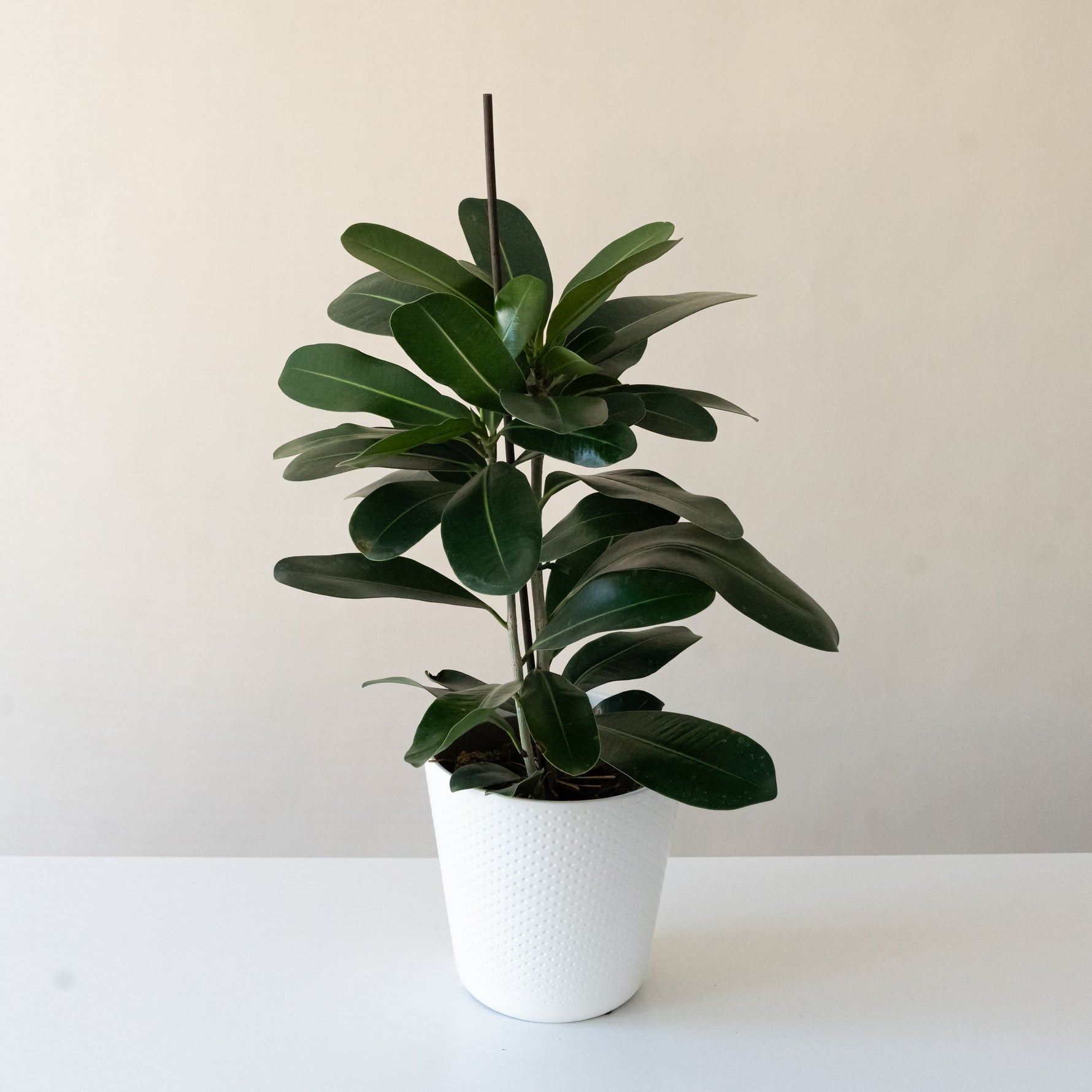 cc plant indoor Chandelier™ Celebrate™