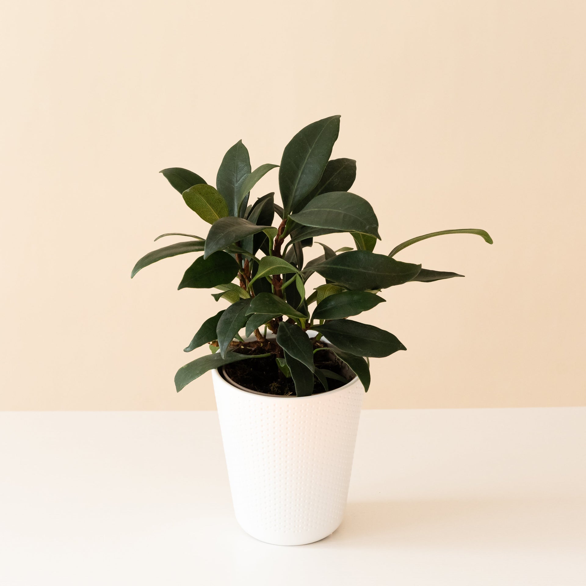 zen plants indoor Cling-On® Mini Zen™