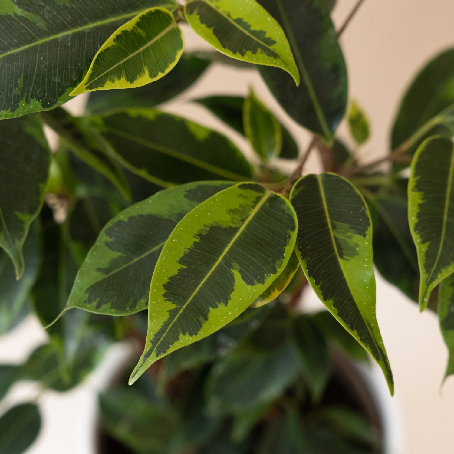 Cling-On® Anastasia