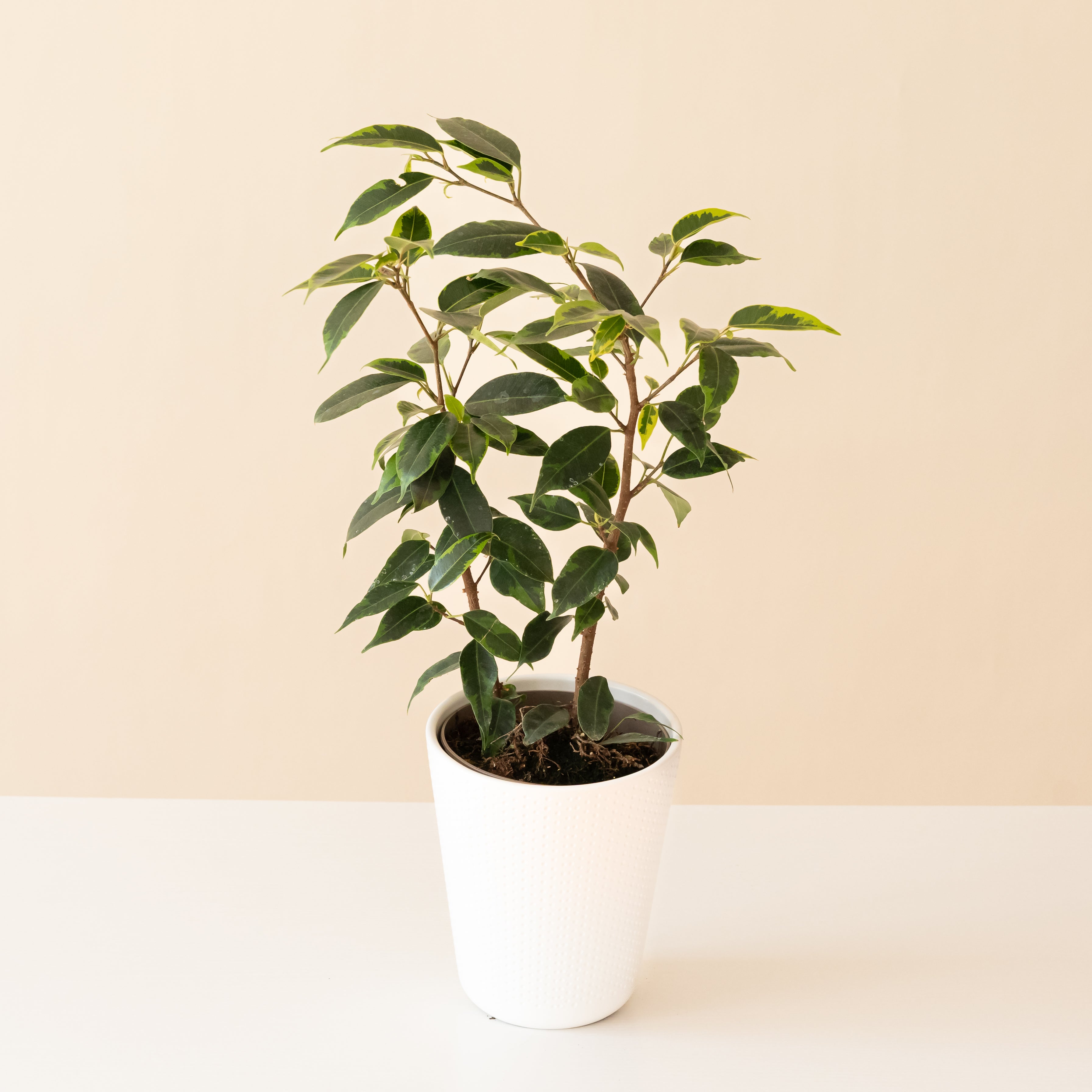 Cling-On® Anastasia