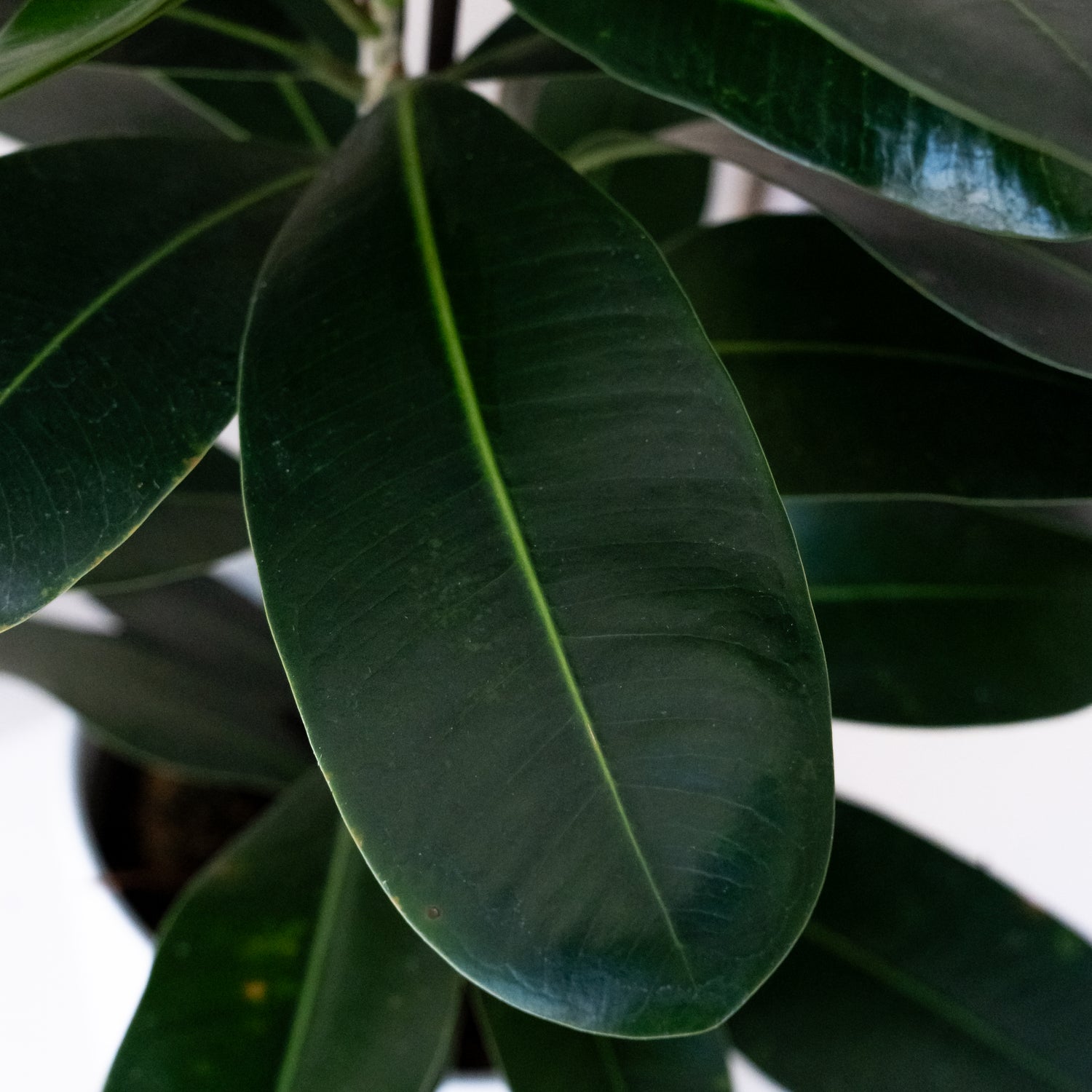 Cling-On® Mini Zen™