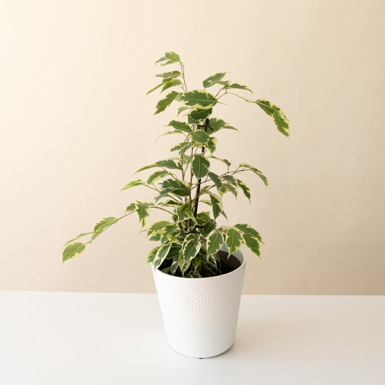 Cling-On® Over the Edge™ plant in a stylish hanging pot