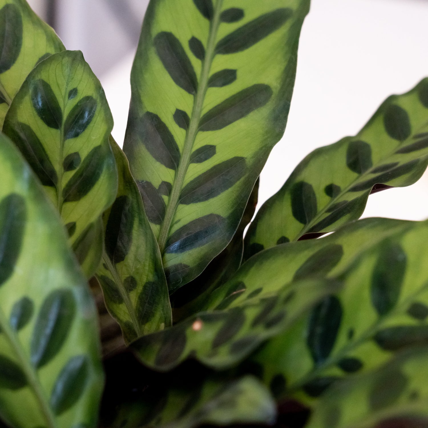 ColorFull® Insignis