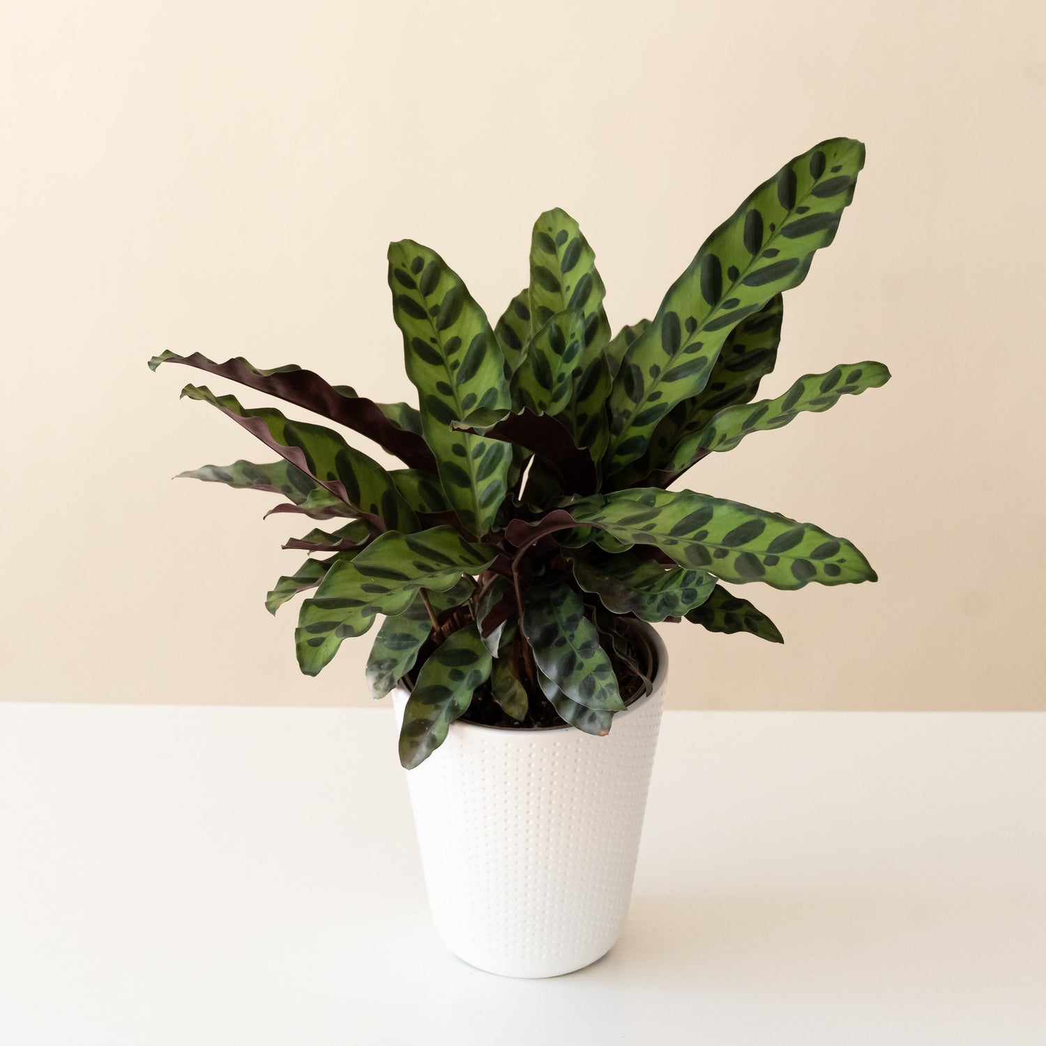 ColorFull® Insignis