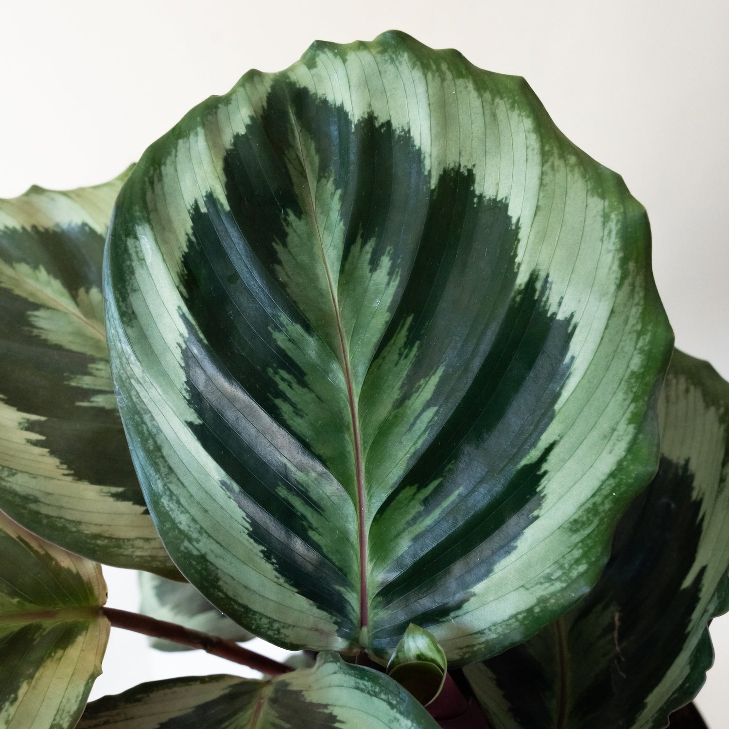 ColorFull® Like a Prayer™