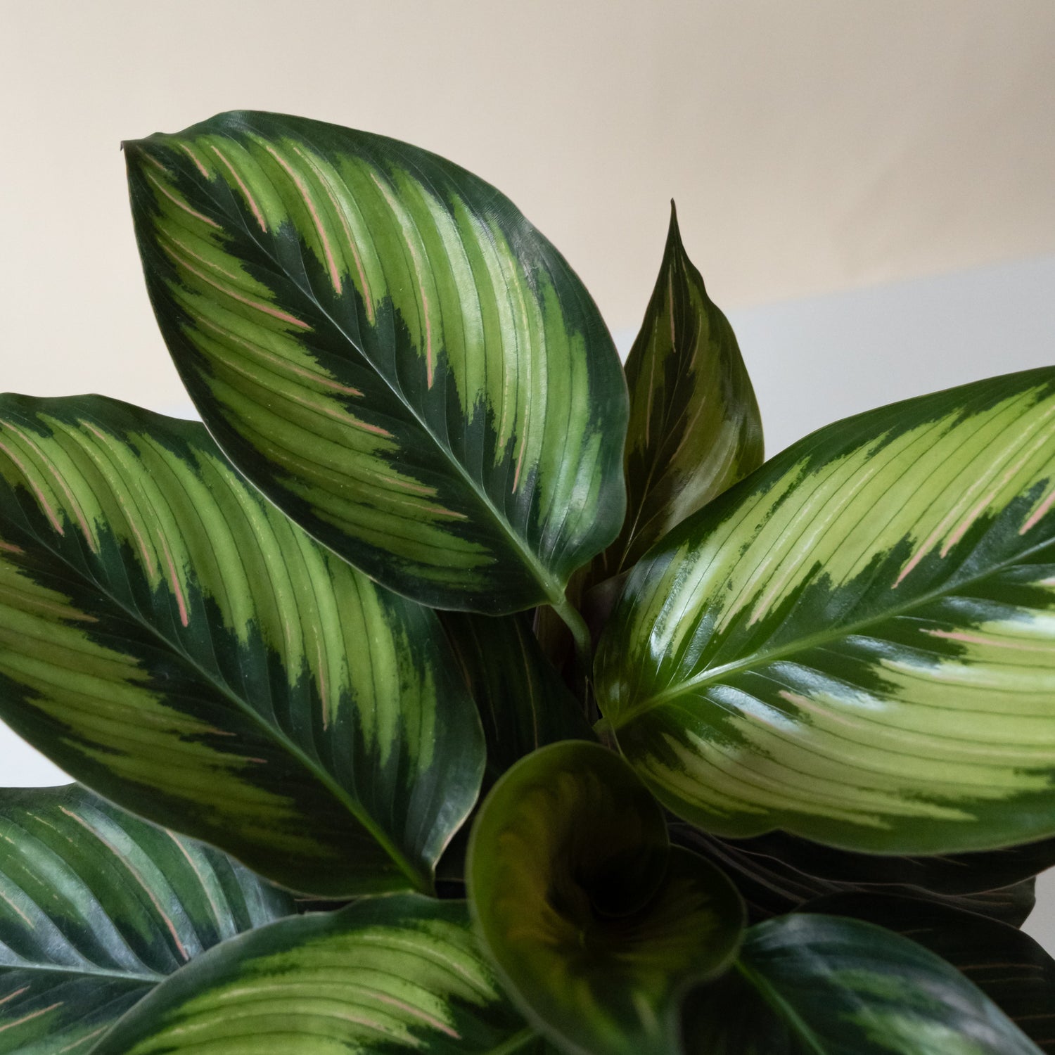 ColorFull® Beauty Star