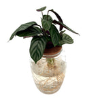 leafjoy Ctenanthe Sweet Dreams First Frost in an H2O Venti glass vessel, angled view