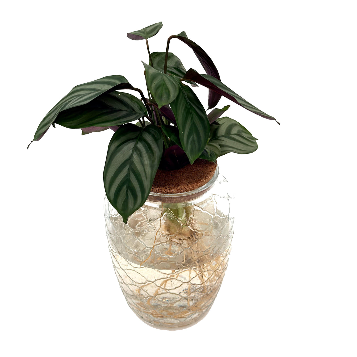 leafjoy Ctenanthe Sweet Dreams First Frost in an H2O Venti glass vessel, angled view