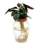 leafjoy Ctenanthe Sweet Dreams First Frost in an H2O Venti glass vessel, side view