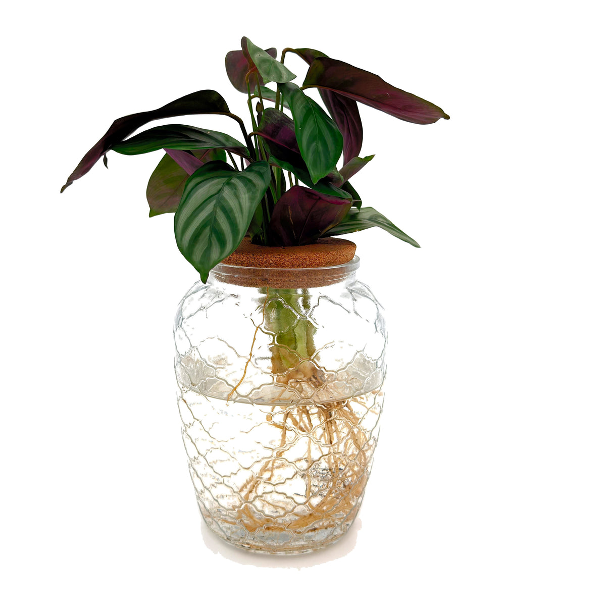 leafjoy Ctenanthe Sweet Dreams First Frost in an H2O Venti glass vessel, side view