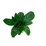 leafjoy Ctenanthe Sweet Dreams First Frost in an H2O Venti glass vessel, top view