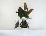 Oceana Ruby Strike leaf detail - ruby-red veining