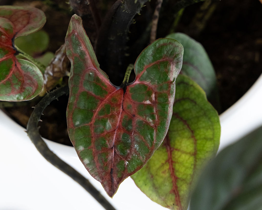 Oceana Ruby Strike upgraded ceramic kit (12cm shown)