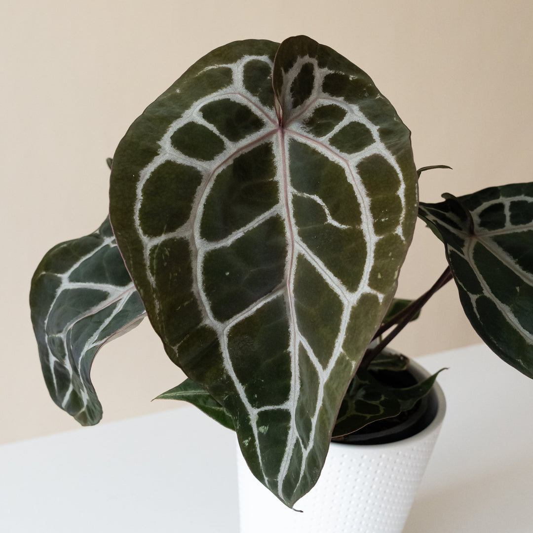 DocBlock® Michelle™