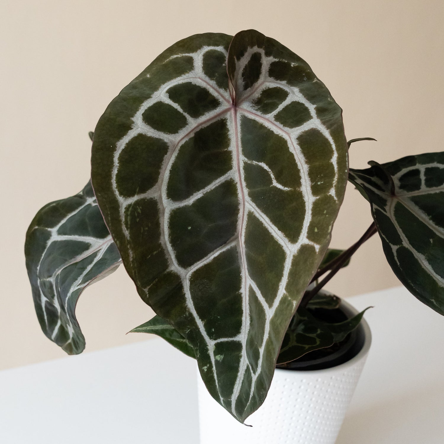 DocBlock® Michelle™